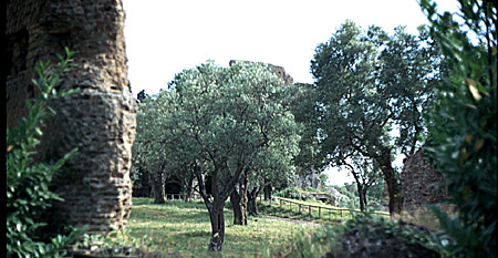 Hadrian's Villa field